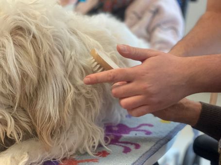 CANAE. PERROS DE TERAPIA Y APOYO EMOCIONAL