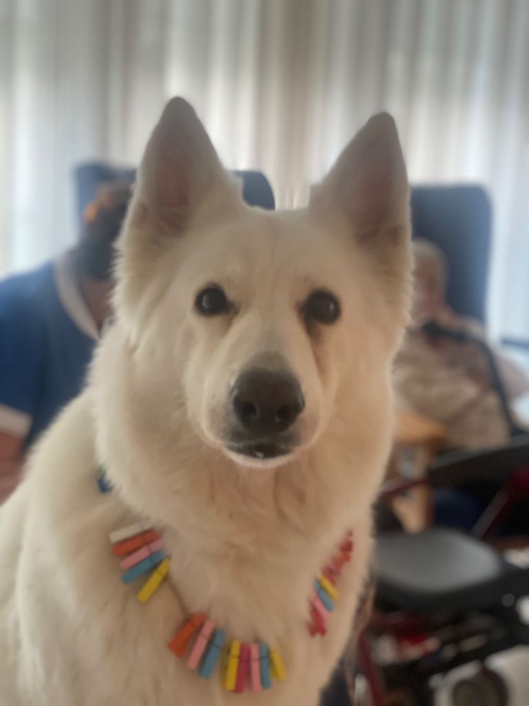 CANAE. PERROS DE TERAPIA Y APOYO EMOCIONAL