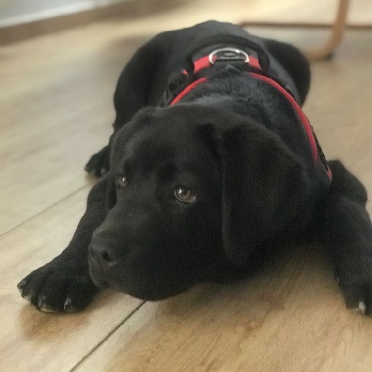 PERROS DE TERAPIA Y APOYO EMOCIONAL. CANAE