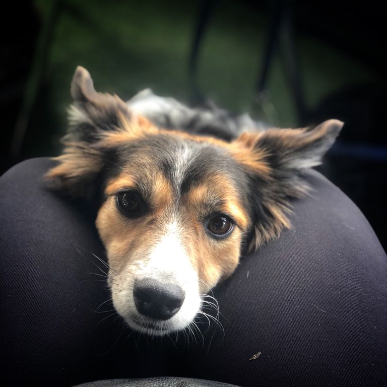 CANAE PERROS DE TERAPIA Y APOYO EMOCIONAL